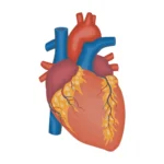 חזה שקוע (Pectus Excavatum): הרבה יותר משקע בחזה, וכיצד הוא משפיע על הלב